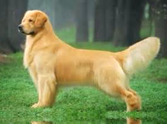 golden retriever breeders san jose golden retriever breeder san jose dogs in our photo golden retriever breeders san jose golden retriever breeder san jose dogs in our photo